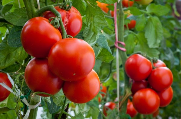 Чем подкармливать помидоры, чтобы был хороший урожай