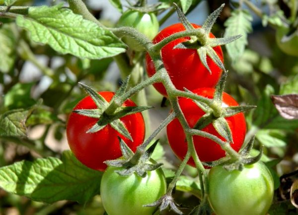Почему трескаются помидоры в открытом грунте