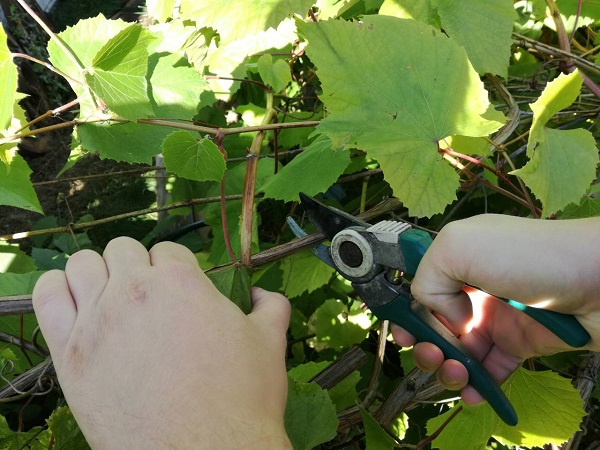 Обрезка винограда осенью: основные правила
