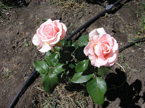 Правильный уход за розами летом