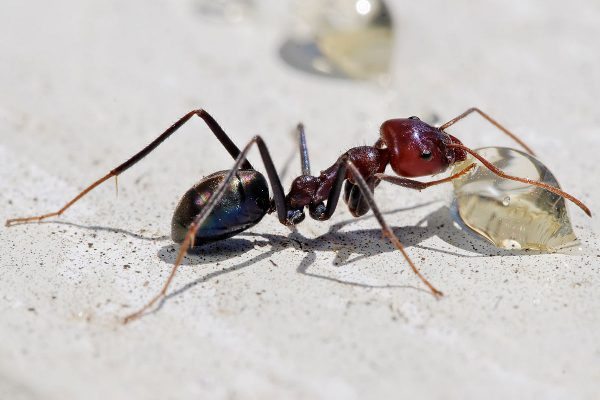 7 эффективных способов избавиться от муравьев на огороде
