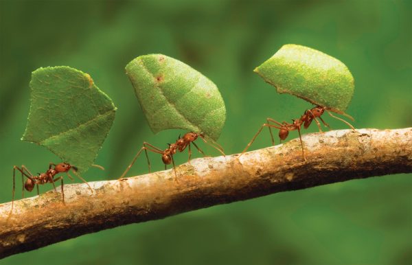 7 эффективных способов избавиться от муравьев на огороде