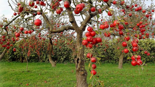 Как обрезать яблони осенью